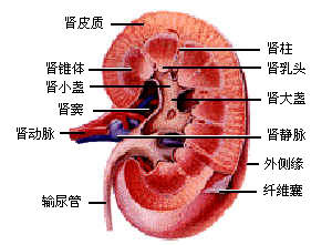 日常生活中如何防肾癌?