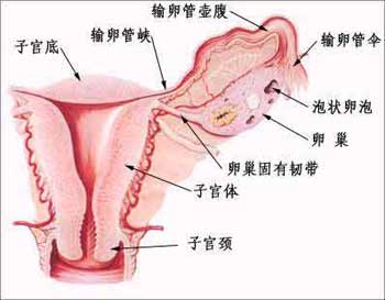 人流后输卵管阻塞性不孕一例